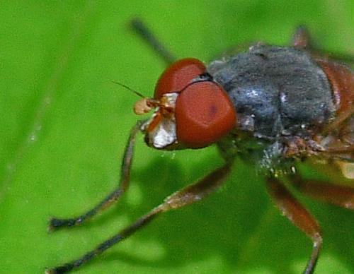 Réf. 357 523 : Brachyopa scutellaris